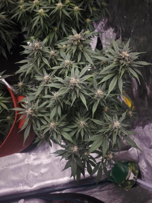 SG and SS Autos 6 Plants. Week 10