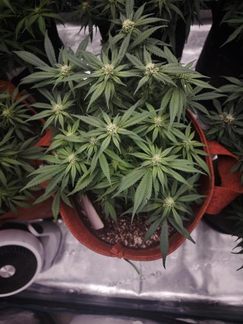 SG and SS Autos 6 Plants. Week 10