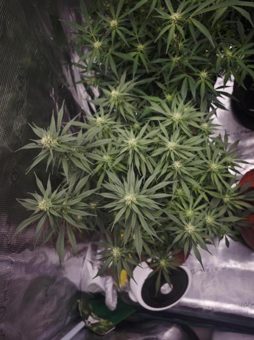 SG and SS Autos 6 Plants. Week 10