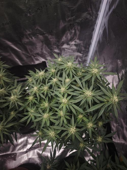 SG and SS Autos 6 Plants. Week 10