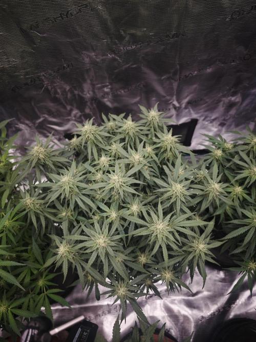 SG and SS Autos 6 Plants. Week 10