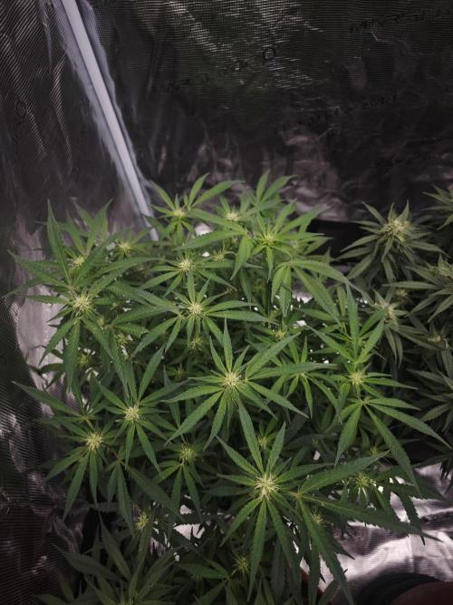 SG and SS Autos 6 Plants. Week 10