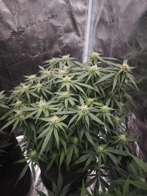 SG and SS Autos 6 Plants. Week 10