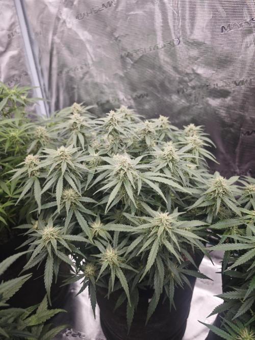 SG and SS Autos 6 Plants. Week 10