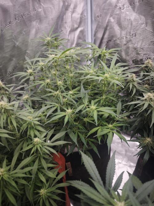SG and SS Autos 6 Plants. Week 10