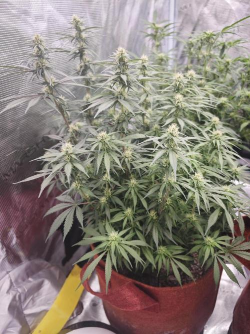 SG and SS Autos 6 Plants. Week 10