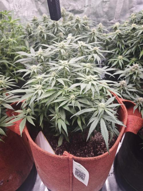 SG and SS Autos 6 Plants. Week 10