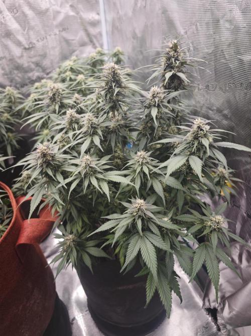SG and SS Autos 6 Plants. Week 10