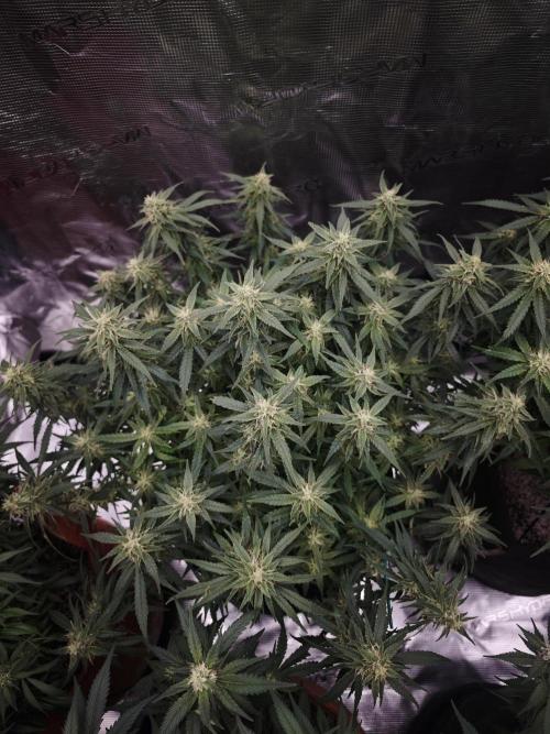SG and SS Autos 6 Plants. Week 10