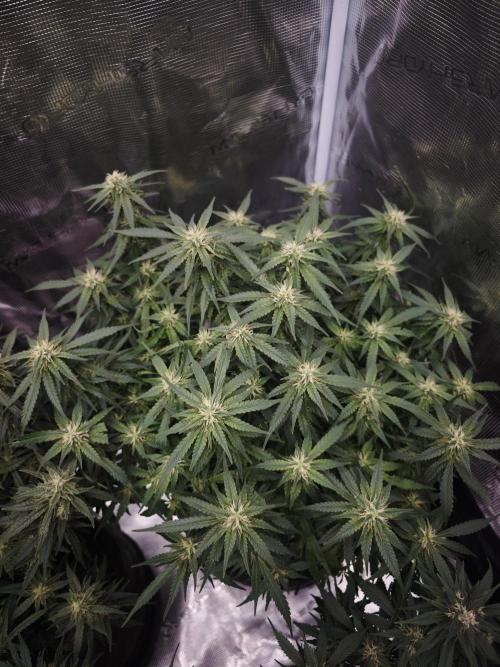 SG and SS Autos 6 Plants. Week 10