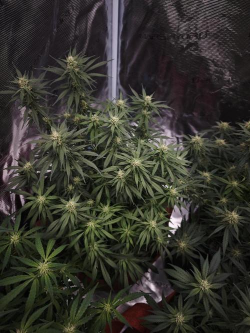 SG and SS Autos 6 Plants. Week 10