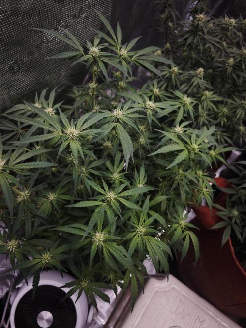 SG and SS Autos 6 Plants. Week 10