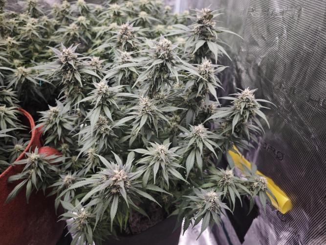 SG and SS Autos 6 Plants. Week 10