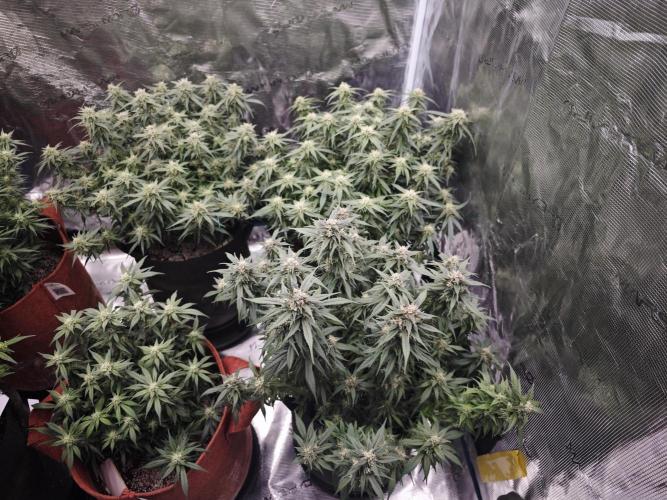 SG and SS Autos 6 Plants. Week 11