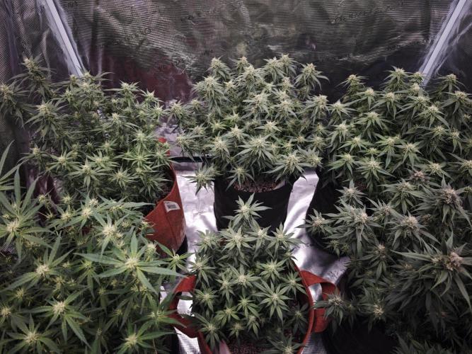 SG and SS Autos 6 Plants. Week 11
