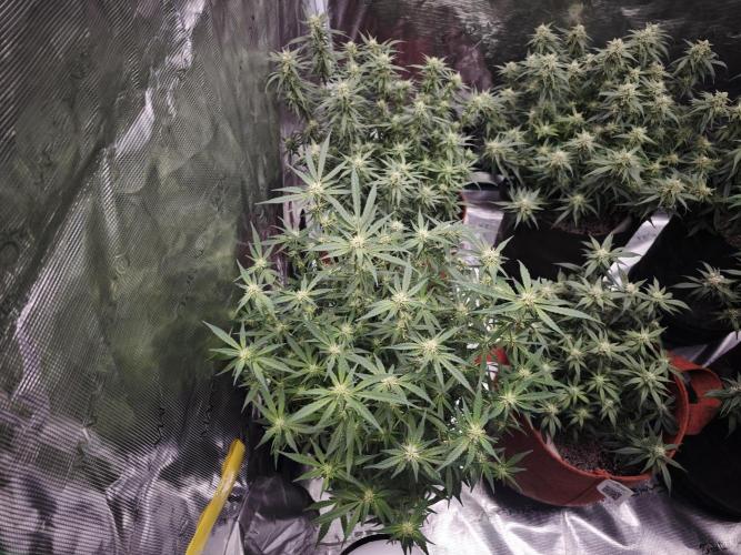 SG and SS Autos 6 Plants. Week 11