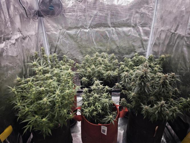 SG and SS Autos 6 Plants. Week 11