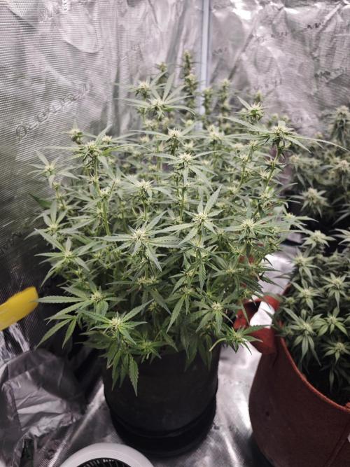 SG and SS Autos 6 Plants. Week 11