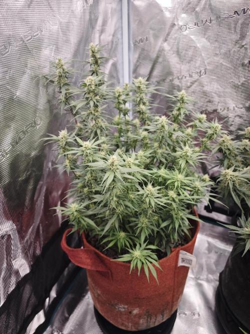 SG and SS Autos 6 Plants. Week 11