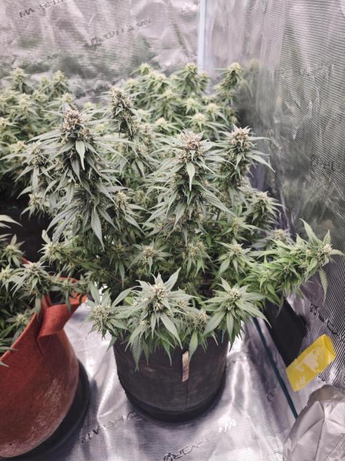 SG and SS Autos 6 Plants. Week 11