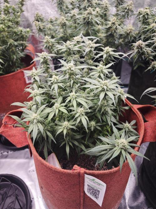 SG and SS Autos 6 Plants. Week 11