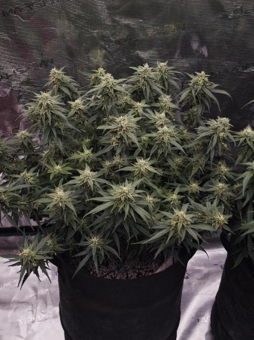 SG and SS Autos 6 Plants. Week 11