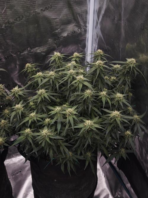 SG and SS Autos 6 Plants. Week 11
