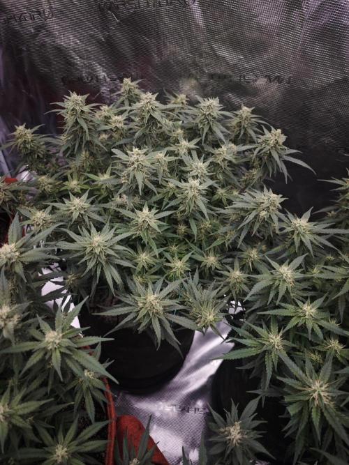SG and SS Autos 6 Plants