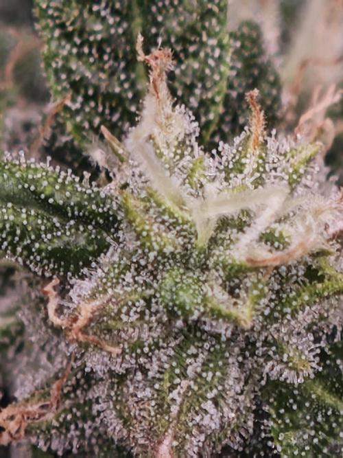 SG and SS Autos 6 Plants