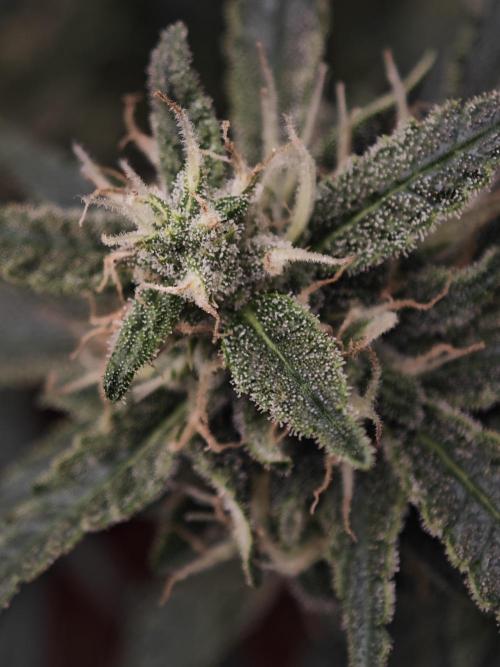 SG and SS Autos 6 Plants. Week 11