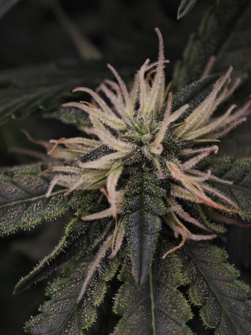 SG and SS Autos 6 Plants. Week 11