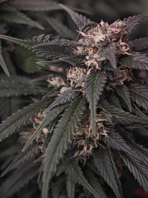 SG and SS Autos 6 Plants. Week 11