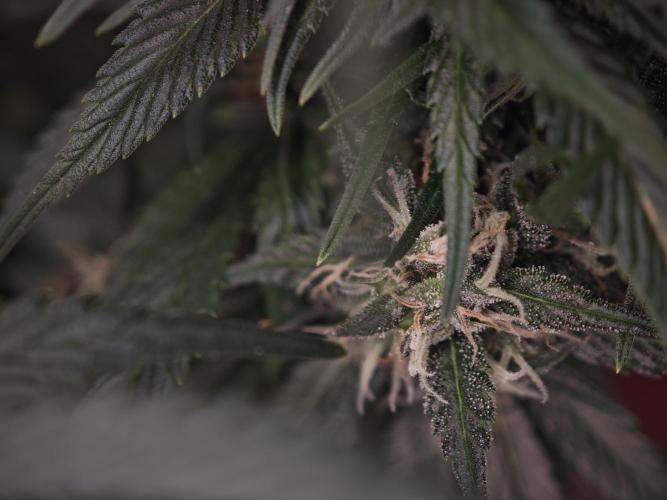 SG and SS Autos 6 Plants. Week 11