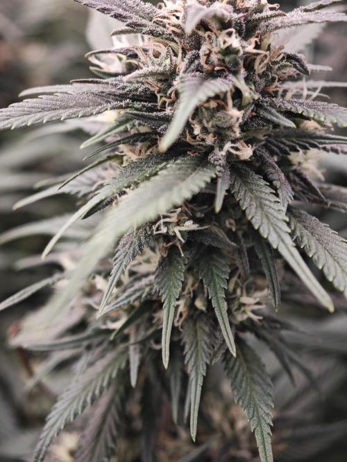SG and SS Autos 6 Plants. Week 11