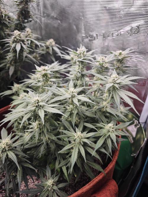 SG and SS Autos 6 Plants. Week 11