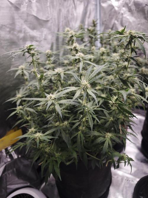 SG and SS Autos 6 Plants. Week 11