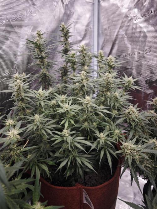 SG and SS Autos 6 Plants. Week 11