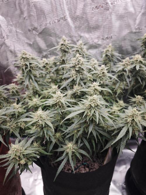SG and SS Autos 6 Plants. Week 11