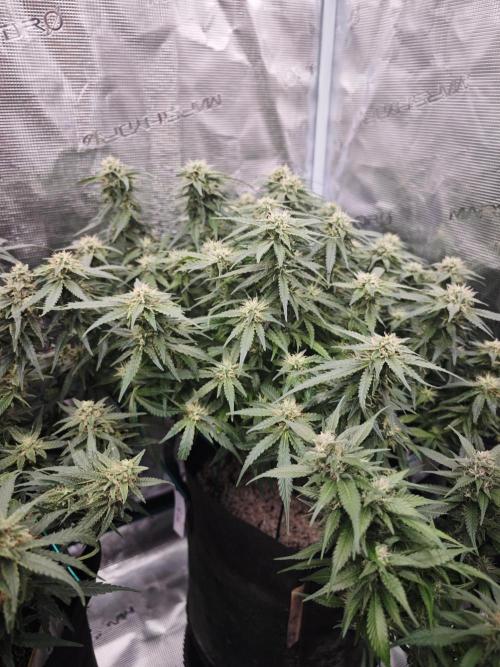 SG and SS Autos 6 Plants. Week 11
