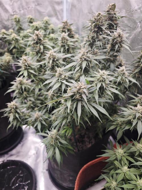 SG and SS Autos 6 Plants. Week 11