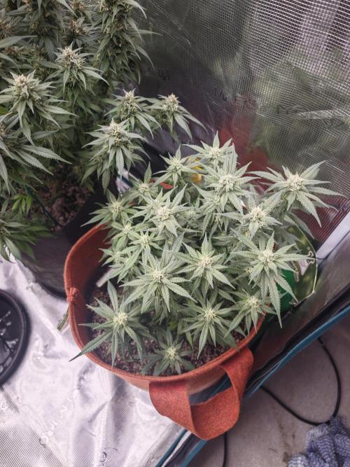 SG and SS Autos 6 Plants. Week 11