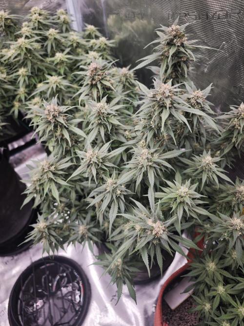 SG and SS Autos 6 Plants. Week 11