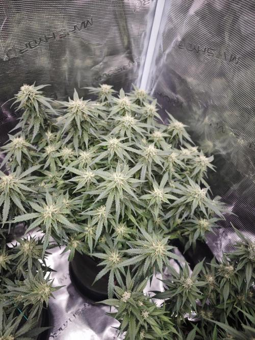 SG and SS Autos 6 Plants. Week 11