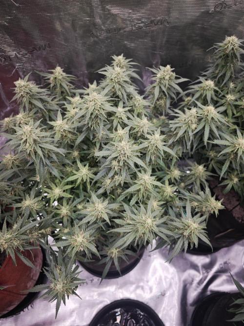 SG and SS Autos 6 Plants. Week 11
