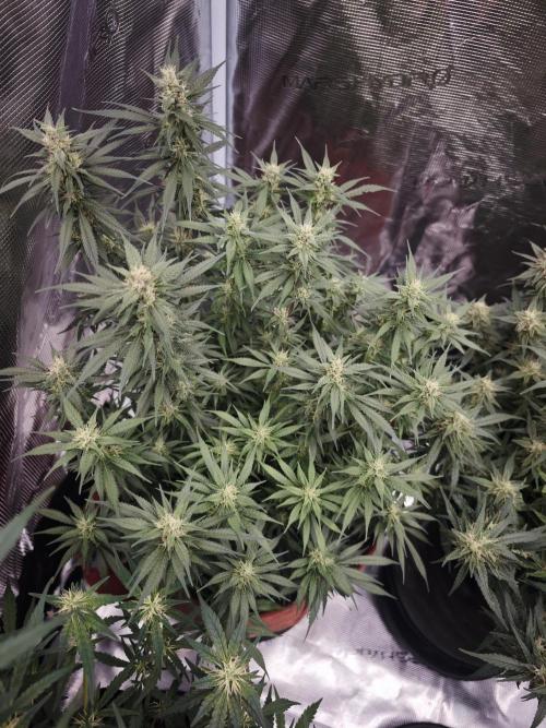 SG and SS Autos 6 Plants. Week 11