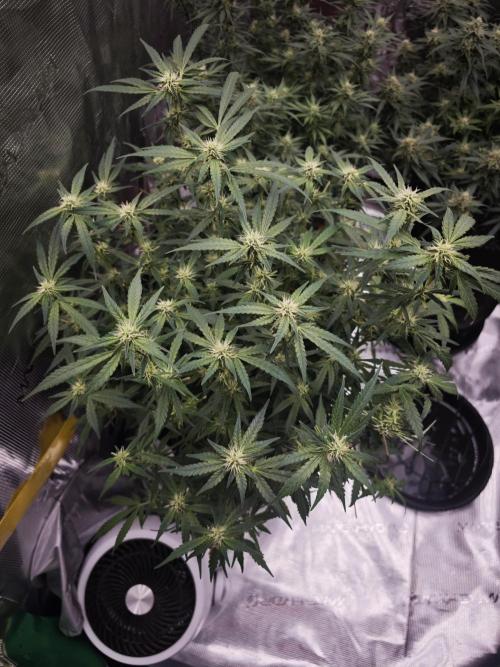 SG and SS Autos 6 Plants. Week 11