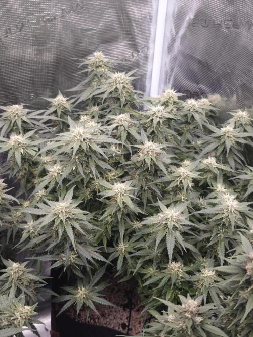 SG and SS Autos 6 Plants. Week 11