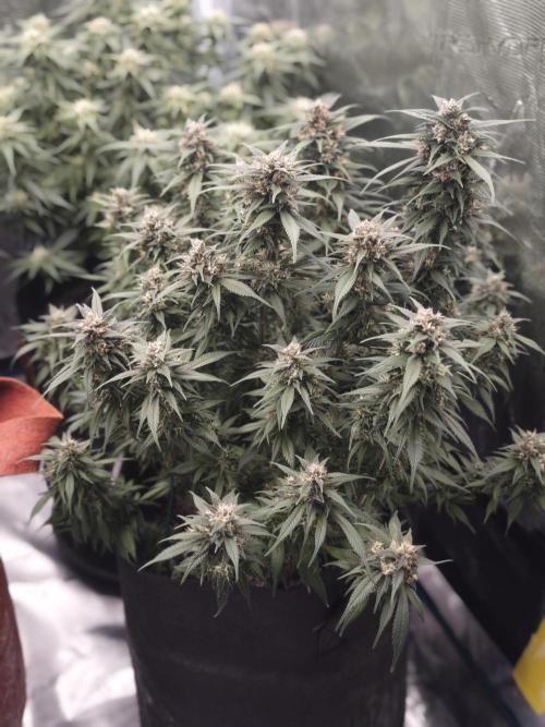 SG and SS Autos 6 Plants. Week 11