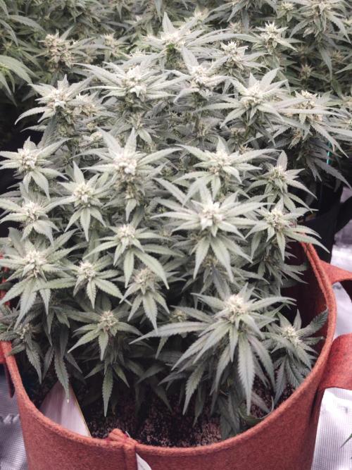 SG and SS Autos 6 Plants. Week 11