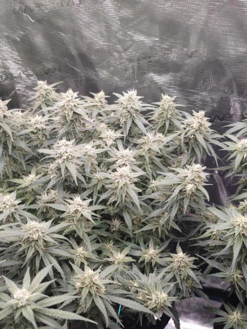 SG and SS Autos 6 Plants. Week 11